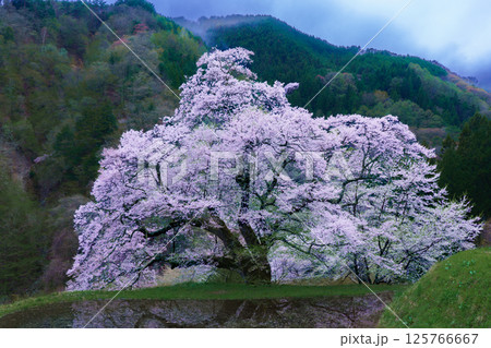 水田に映る駒つなぎの桜　長野県阿智村 125766667