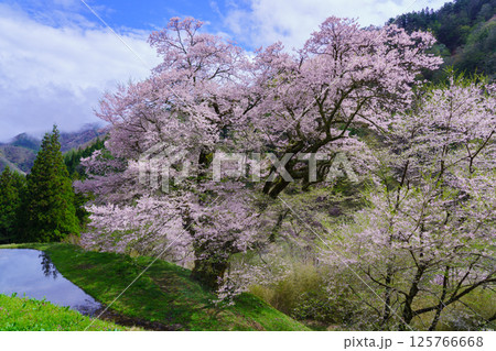 水田に映る駒つなぎの桜 長野県阿智村 水田に映る駒つなぎの桜 長野県阿智村 125766668