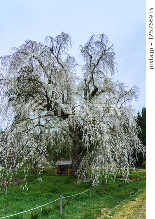 水中のしだれ桜 長野県高山村 早朝 水中のしだれ桜 長野県高山村 早朝 125766915