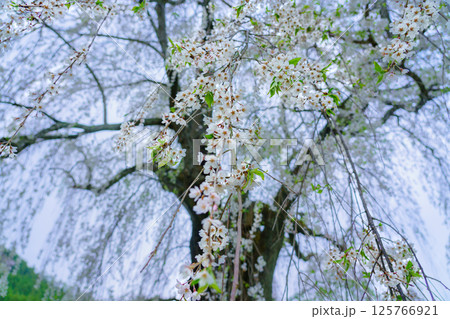 水中のしだれ桜　長野県高山村　早朝 125766921