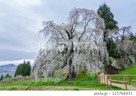 水中のしだれ桜　長野県高山村　早朝 125766931
