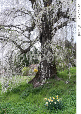 水中のしだれ桜 長野県高山村 早朝 水中のしだれ桜 長野県高山村 早朝 125766932