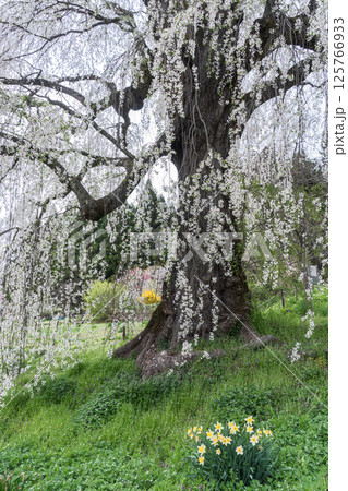 水中のしだれ桜 長野県高山村 早朝 水中のしだれ桜 長野県高山村 早朝 125766933