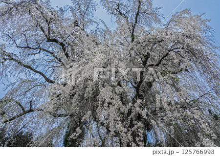 水中のしだれ桜 長野県高山村 水中のしだれ桜 長野県高山村 125766998