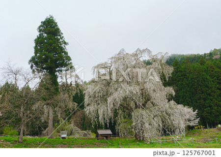 水中のしだれ桜 長野県高山村 水中のしだれ桜 長野県高山村 125767001