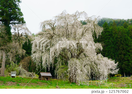 水中のしだれ桜　長野県高山村　 125767002