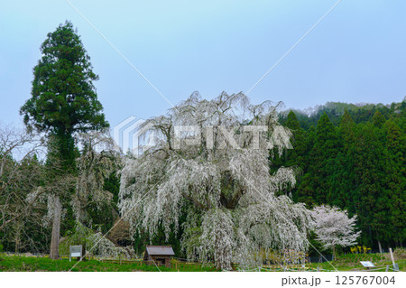 水中のしだれ桜　長野県高山村　 125767004