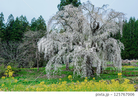 水中のしだれ桜　長野県高山村　 125767006
