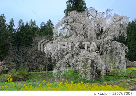 水中のしだれ桜 長野県高山村 水中のしだれ桜 長野県高山村 125767007