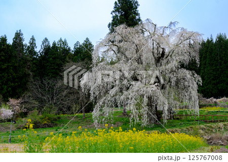 水中のしだれ桜 長野県高山村 水中のしだれ桜 長野県高山村 125767008