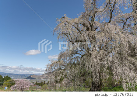 水中のしだれ桜 長野県高山村 水中のしだれ桜 長野県高山村 125767013