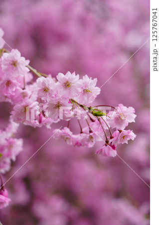春の公園に咲いた枝垂れ桜 春の公園に咲いた枝垂れ桜 125767041