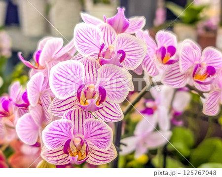 色鮮やかな胡蝶蘭の花 色鮮やかな胡蝶蘭の花 125767048