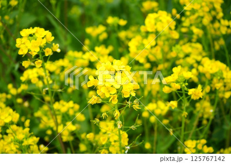 日本 黄色い花 菜の花 日本 黄色い花 菜の花 125767142