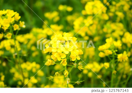 日本 黄色い花 菜の花 日本 黄色い花 菜の花 125767143