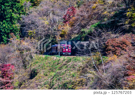 わたらせ渓谷鐵道 紅葉のわたらせ渓谷を走る列車(沢入付近) わたらせ渓谷鐵道 紅葉のわたらせ渓谷を走る列車(沢入付近) 125767203