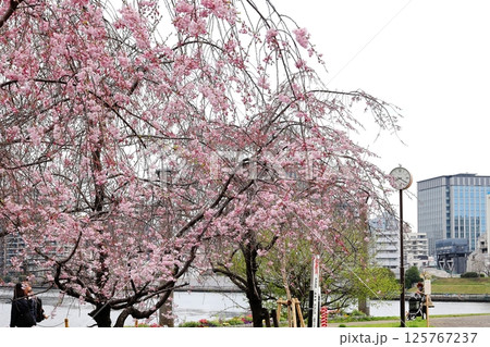 東京都市風景　石川島公園の桜 125767237