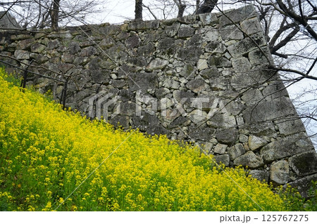 日本 黄色い菜の花と津山上の石垣 125767275