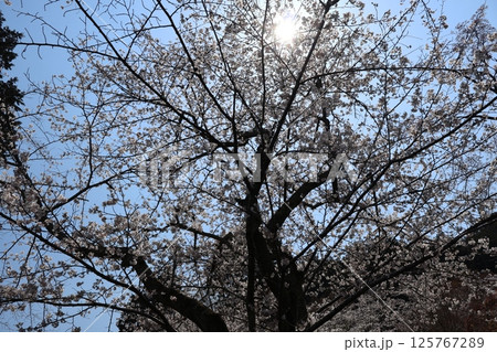 青空と白く光り輝く太陽と満開の桜の大樹を見上げた風景 青空と白く光り輝く太陽と満開の桜の大樹を見上げた風景 125767289