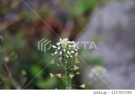 白い花びらのナズナの花のアップの風景 白い花びらのナズナの花のアップの風景 125767290