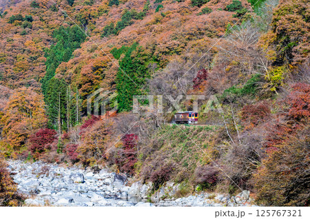 わたらせ渓谷鐵道　紅葉のわたらせ渓谷を走る列車（沢入付近） 125767321