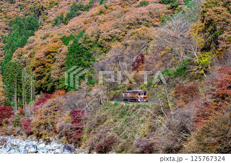 わたらせ渓谷鐵道　紅葉のわたらせ渓谷を走る列車（沢入付近） 125767324