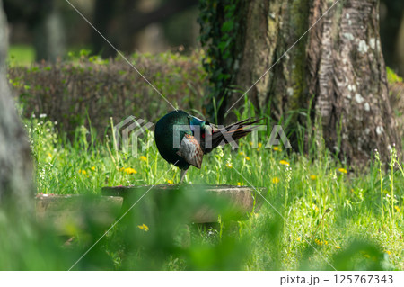 羽繕いするキジ 羽繕いするキジ 125767343
