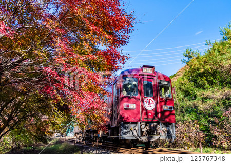 わたらせ渓谷鐵道　紅葉の中を走る列車（沢入付近） 125767348