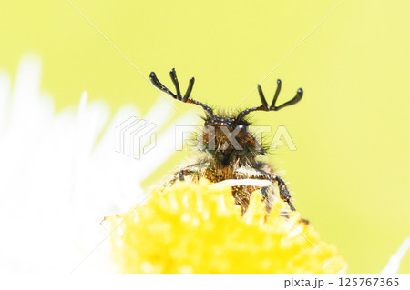 ハルジオンの花に止まるヒゲブトハナムグリ（オス） 125767365