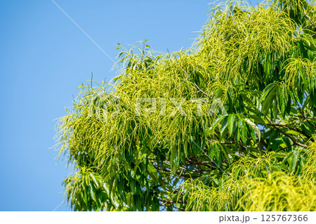 初夏の青空と栗の花の蕾 125767366