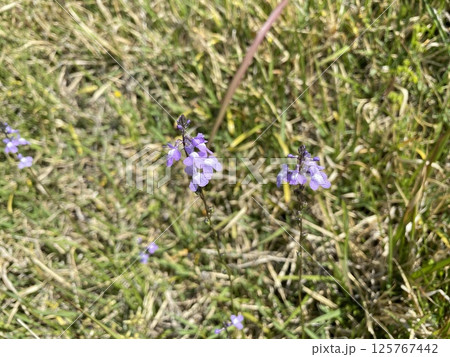 Flower 花 Flower 花 125767442