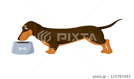 Cartoon dachshund dog and puppy character eating from a food bowl with a bone symbol. Vector cute canine animal pet with its long body and short legs enjoys a meal, conveys care and pet companionship 125767487