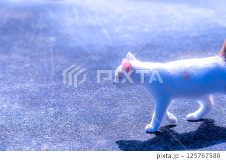 朝猫 朝猫 125767580