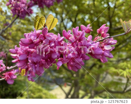 Flower　花 125767623