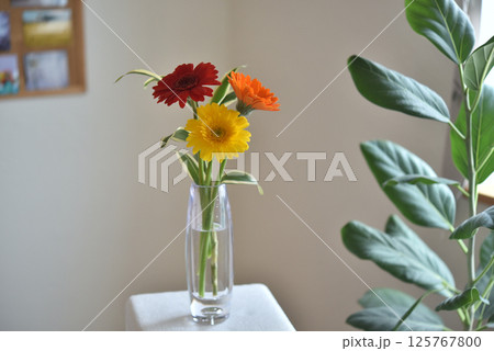 花瓶の花 ガーベラ 花瓶の花 ガーベラ 125767800