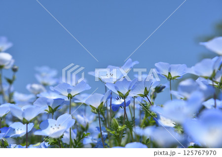 青空に溶け込むように咲くネモフィラ 125767970