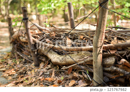 カントリーヘッジ（斜めから） 125767982