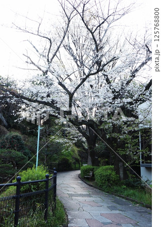 桜の季節の西郷山公園(東京都目黒区) 桜の季節の西郷山公園(東京都目黒区) 125768800