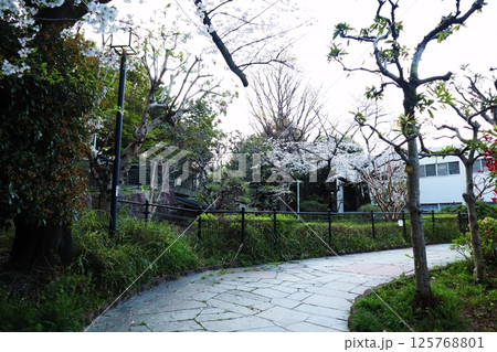 桜の季節の西郷山公園（東京都目黒区） 125768801