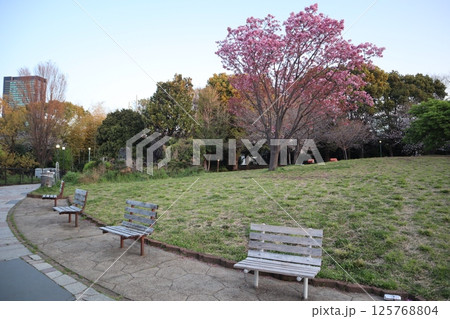 桜の季節の西郷山公園(東京都目黒区) 桜の季節の西郷山公園(東京都目黒区) 125768804