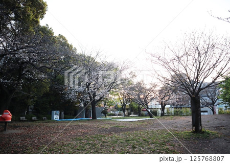 桜の季節の西郷山公園(東京都目黒区) 桜の季節の西郷山公園(東京都目黒区) 125768807