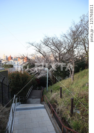 桜の季節の西郷山公園(東京都目黒区) 桜の季節の西郷山公園(東京都目黒区) 125768811