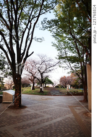 桜の季節の西郷山公園（東京都目黒区） 125768814