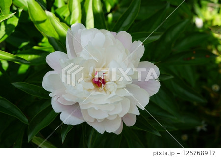 芍薬 花びらに虫 5月 芍薬 花びらに虫 5月 125768917