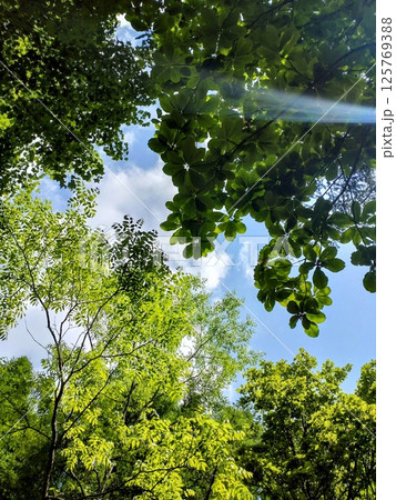 新緑の森に差し込む光 125769388