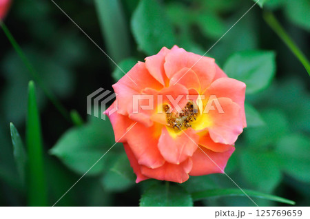 briosa rose , orange rose or Garden roses , zaide rose or William Christie Rose or Mary Rose or Rosa damascena Mill or Rose or Damask rose or Rosaceae or orange flower briosa rose , orange rose or Garden roses , zaide rose or William Christie Rose or Mary Rose or Rosa damascena Mill or Rose or Damask rose or Rosaceae or orange flower 125769659