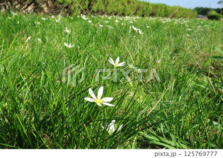 土手に咲く白い花_タマスダレの花 125769777