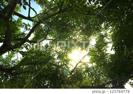森の中から見上げた空_新緑の若葉と光 125769778