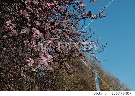pink cherry blossom branches against clear blue sky during full bloom in springtime season. High quality photo 125770407