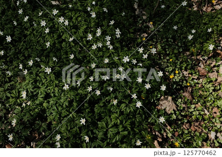 white spring wildflowers blooming on lush green ground in woodland area forming natural floral carpet. High quality photo white spring wildflowers blooming on lush green ground in woodland area forming natural floral carpet. High quality photo 125770462
